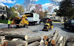 Best Tree Mulching  in Waynesville, NC
