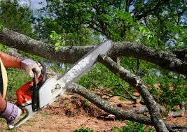 Best Lot and Land Clearing  in Waynesville, NC