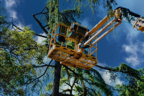 Best Tree Risk Assessment  in Waynesville, NC