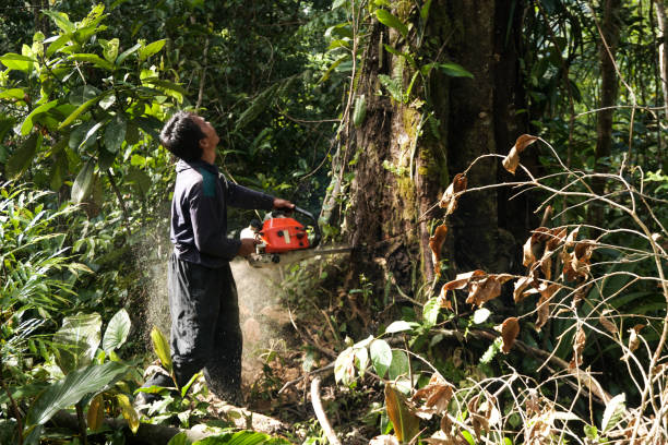 Professional Tree Removal in Waynesville, NC