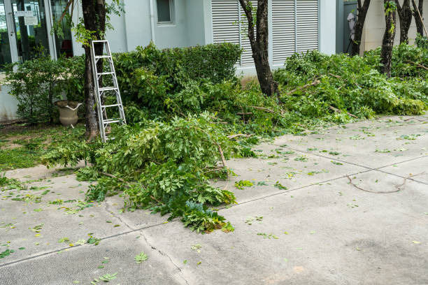 How Our Tree Care Process Works  in  Waynesville, NC
