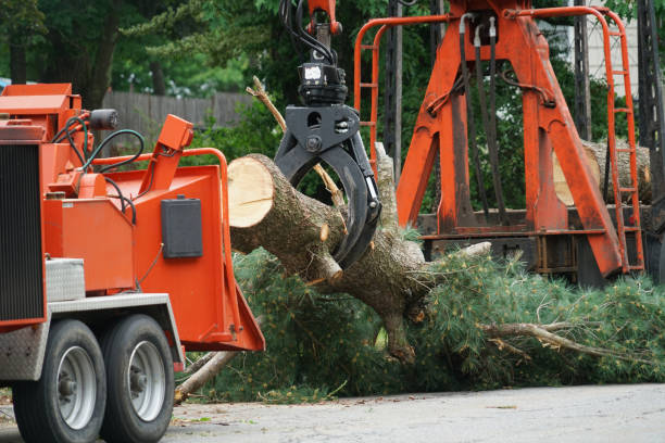 Best Firewood Processing and Delivery  in Waynesville, NC