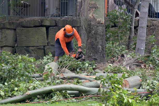Best Utility Line Clearance  in Waynesville, NC
