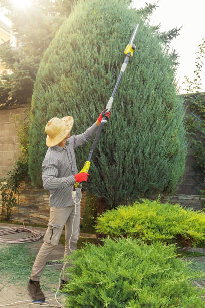Best Stump Grinding and Removal  in Waynesville, NC