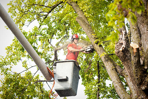Best Leaf Removal  in Waynesville, NC